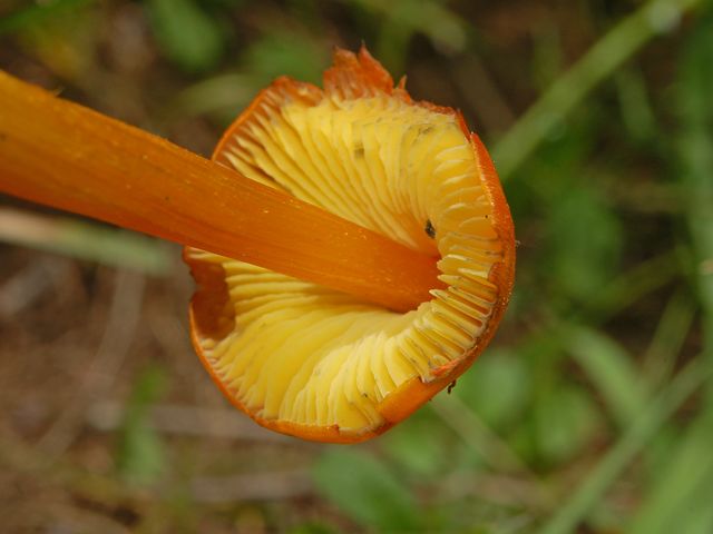 Dei piccoli funghi appuntiti (Hygrocybe sp.)